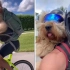 1岁的狗狗喜欢和主人一起去骑自行车