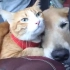 喜欢坐车的喵和汪【Cat and Dog Enjoys Car Ride - YouTube