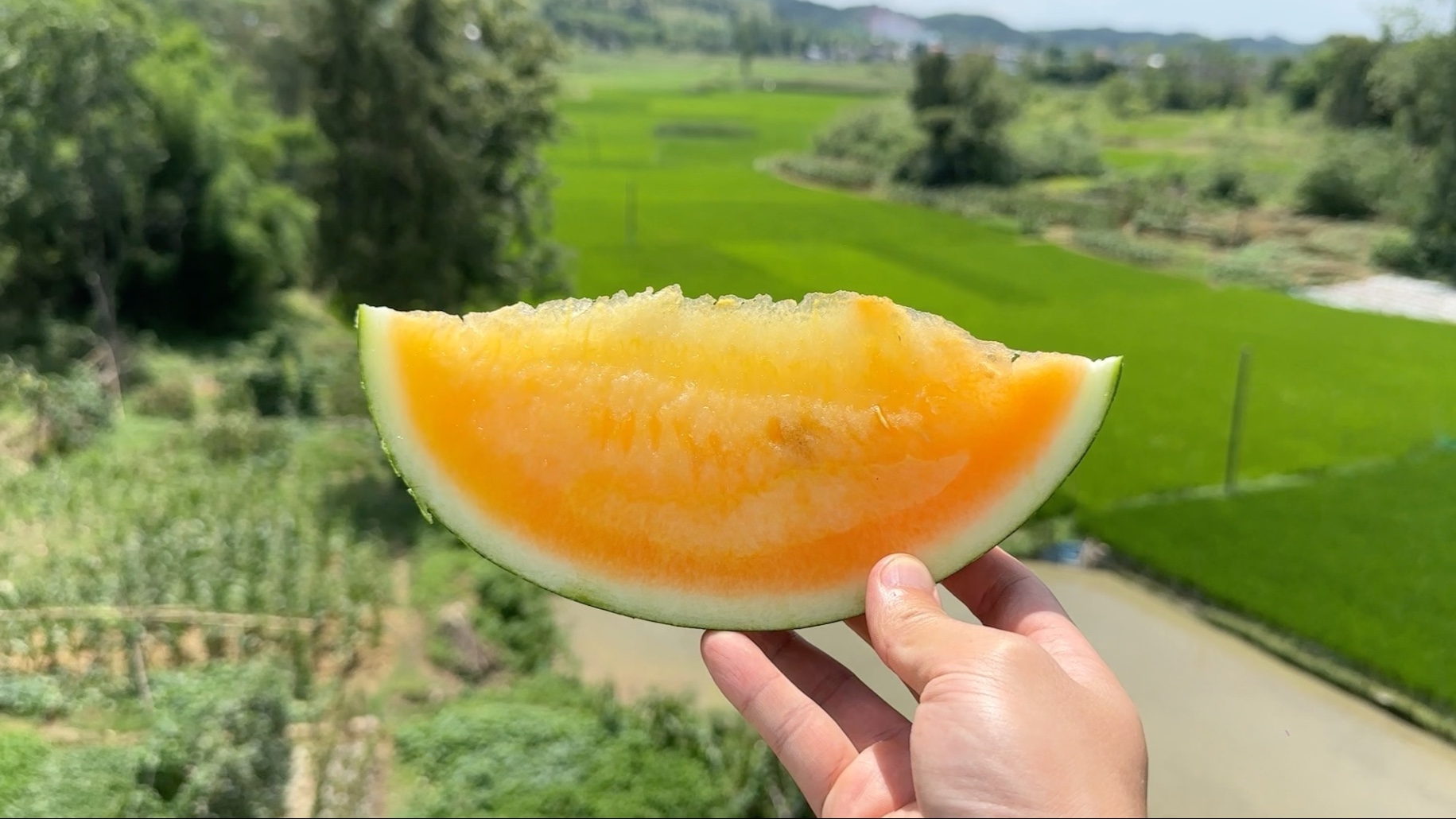 种过最贵的西瓜品种