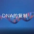 DNA的复制过程（中英字幕）