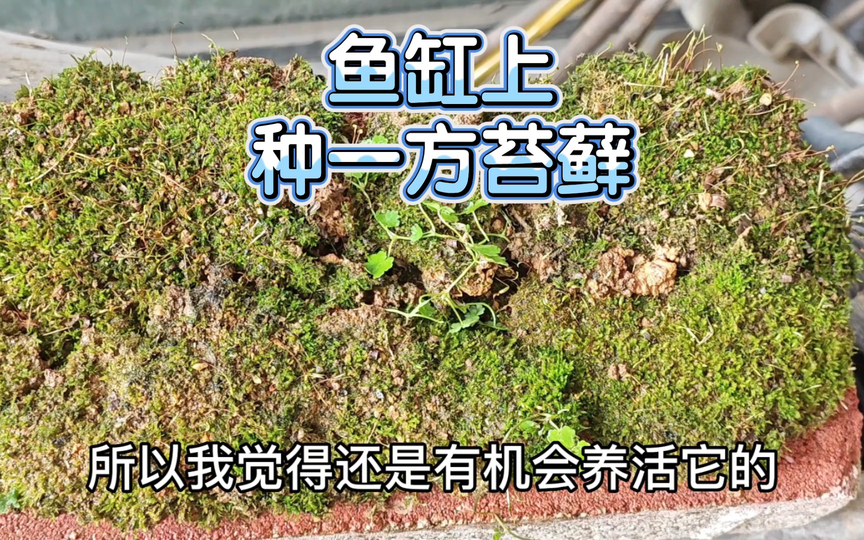 鱼缸上种上一方苔藓