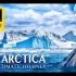 【4K中字】超高清南极之旅：美景，野生动物 | 放松治愈解压