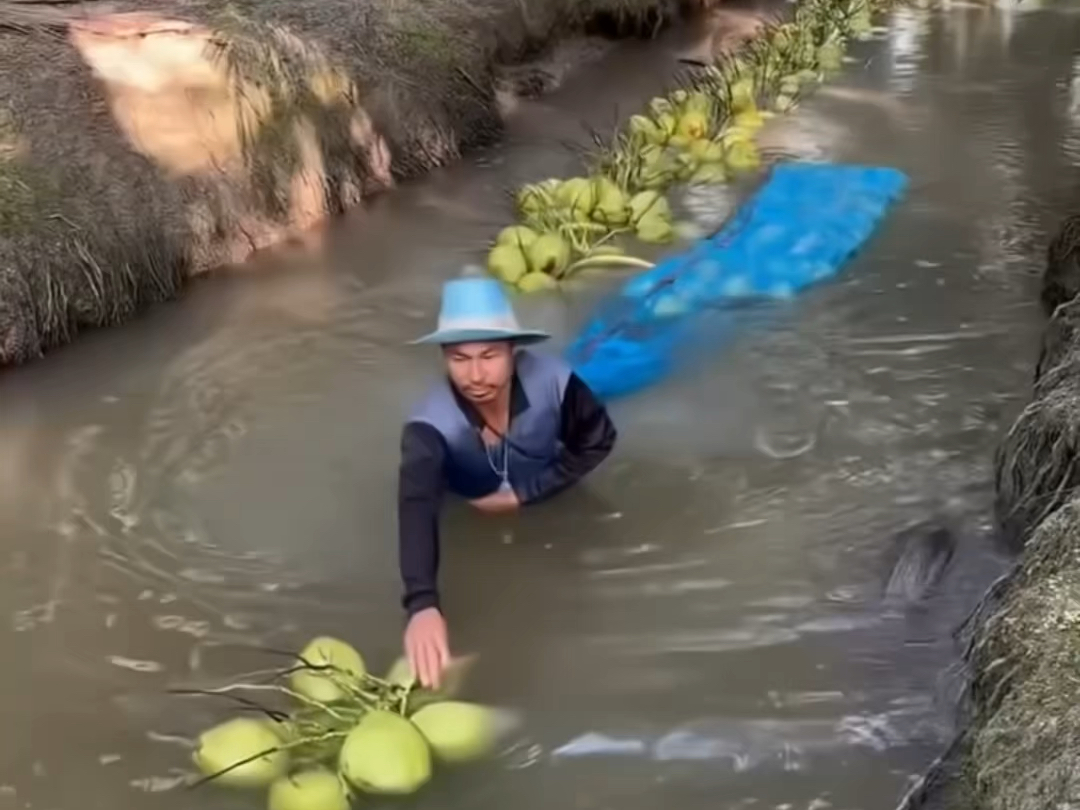 泰国农民如何收获椰子