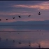 绝美！视频素材延时摄影剪辑海鸥与海