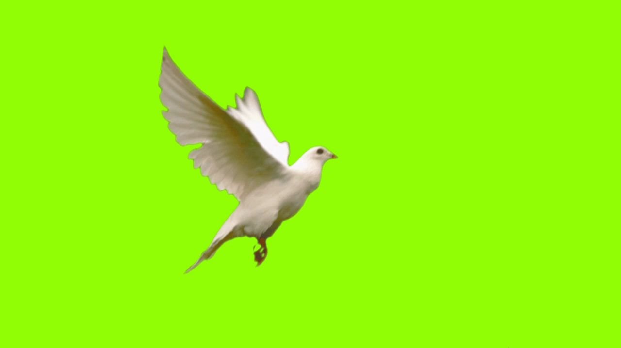 绿幕素材飞翔的白鸽绿幕素材包无版权无水印自取720phd