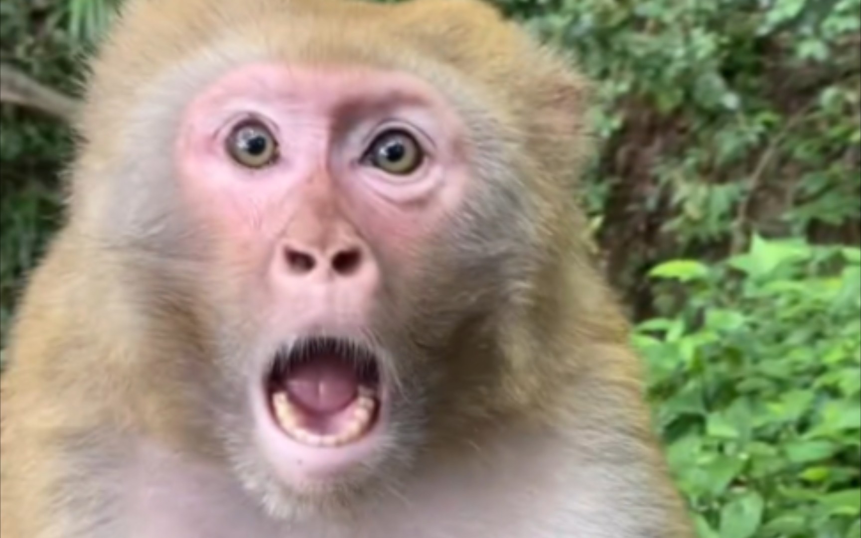猴子：以后不带吃的就别来了-搞笑视频-搜狐视频