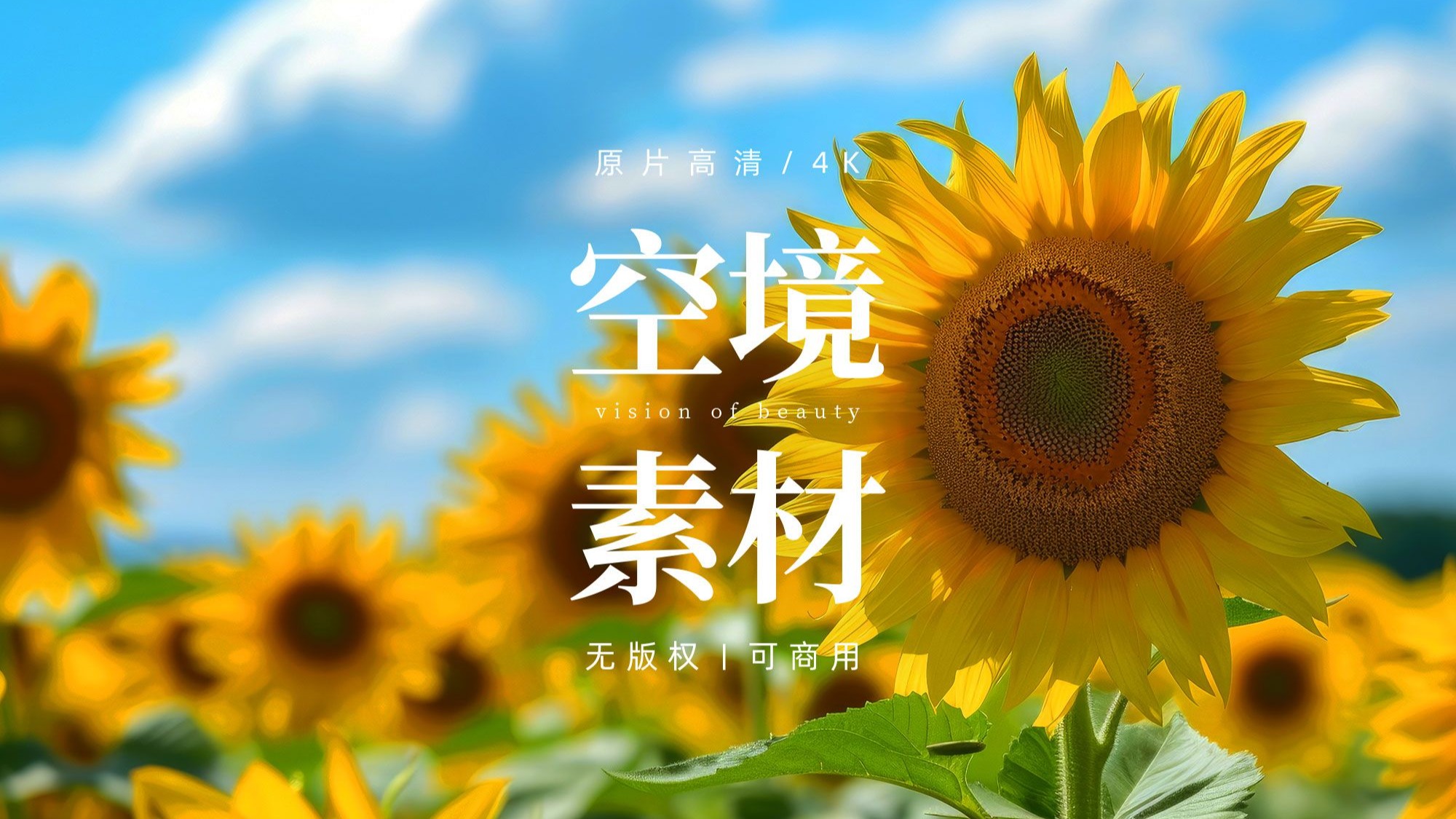 【剪辑空镜】向日葵瓜子葵花花朵视频素材