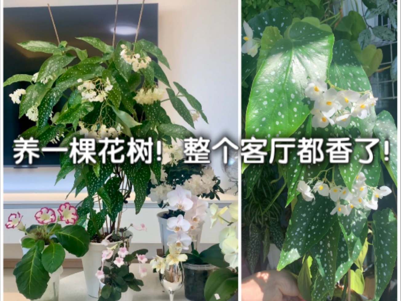 微风太香了！真的很想它火！耐40度勤花爆花还有谁？