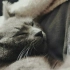 【Gluneko/深夜助眠】在猫叔的声音中入睡吧