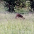 Lions of Tintswalo  Matimba males pushed around