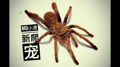 恶搞视频蜘蛛吓人,恶搞视频蜘蛛吓人