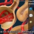 医学科普动画：肾脏的解剖与功能