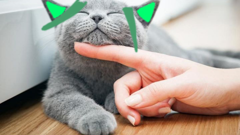 ai猫切片,猫切片怎么用