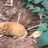 路过玉米地，地里的熟猫儿礼貌招呼一下