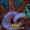 拥有金手指的海星