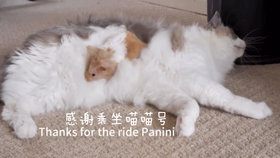 怎么养金丝熊小仓鼠 b7c17512d18db5eaea3f91624d36d49b4e23d0eb.jpg@280w_158h_1c_100q.jpg