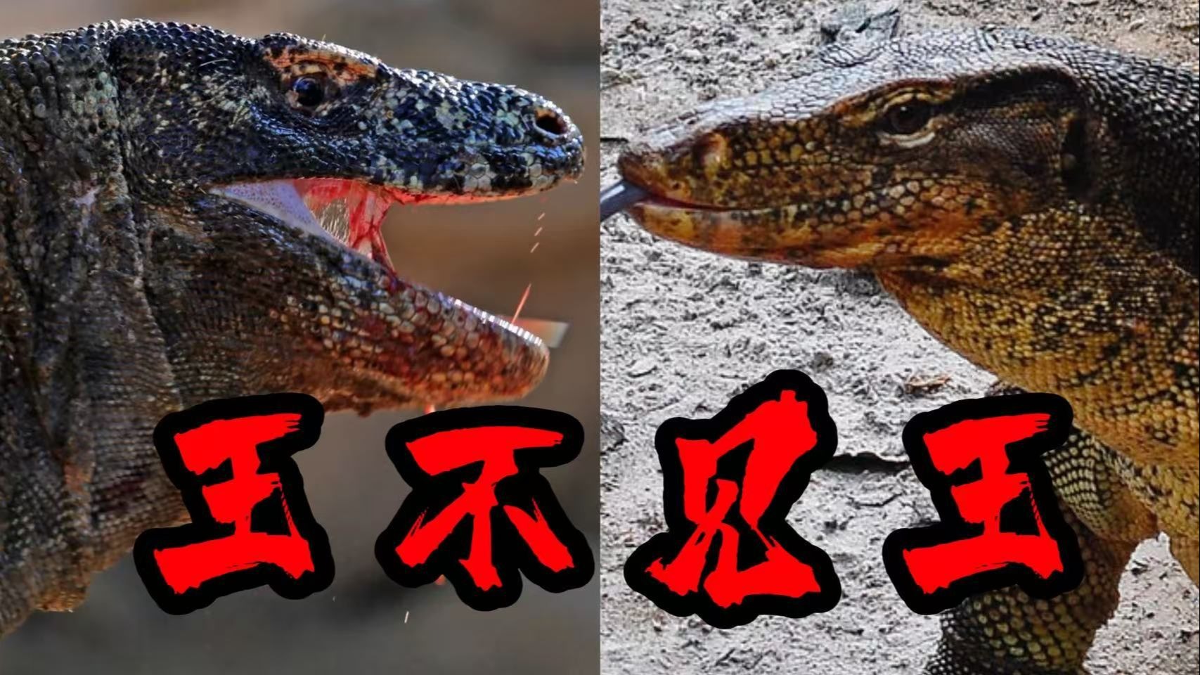 科摩多巨蜥保护区遭泽巨蜥入侵，单体最强巨蜥对决种群最强巨蜥！科摩多龙将被赶下神坛？