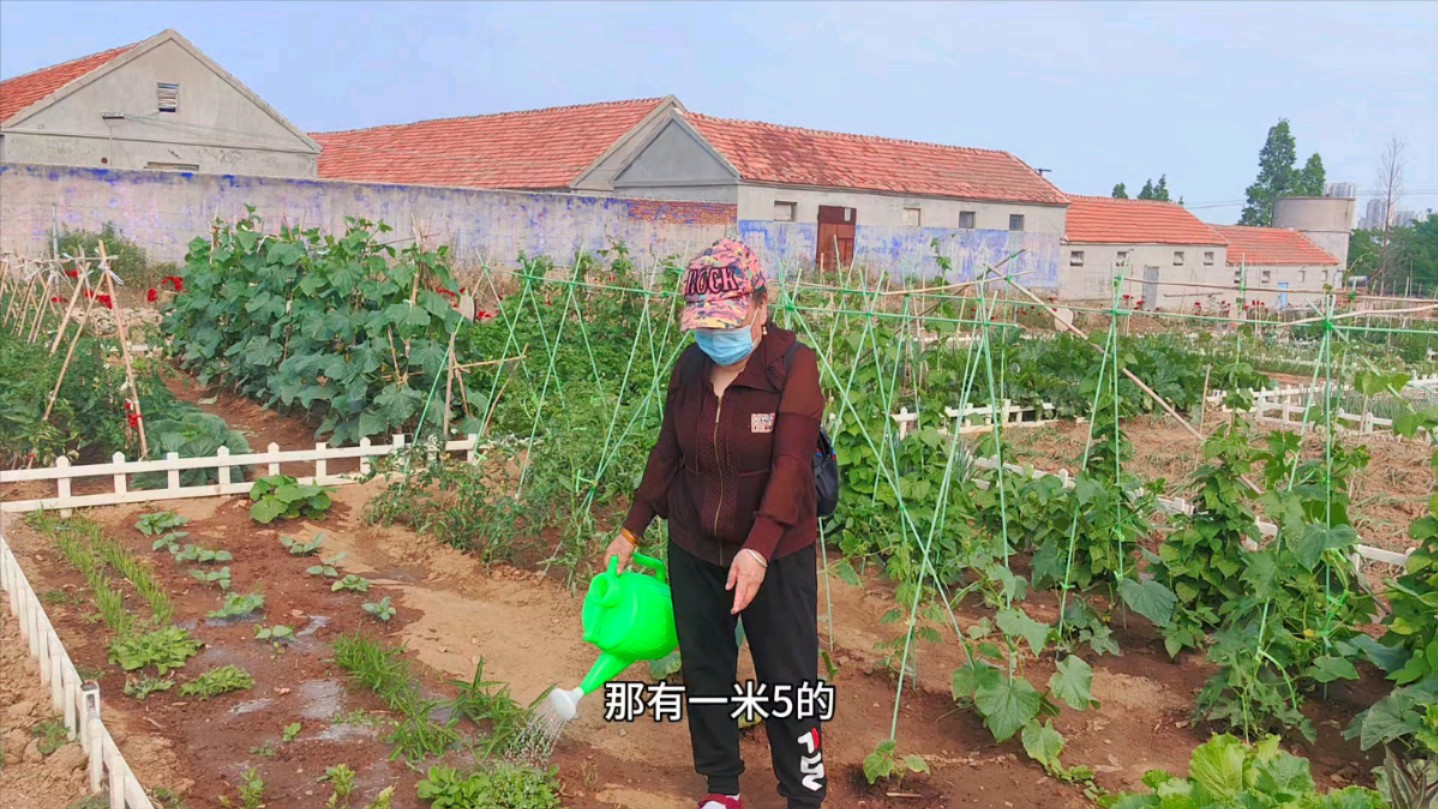 黑龙江阿姨退休后到威海买房养老，居然还送一块菜地，看看种的啥