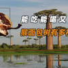 能吃能喝又能住，猴面包树有多神奇？引进中国行不行