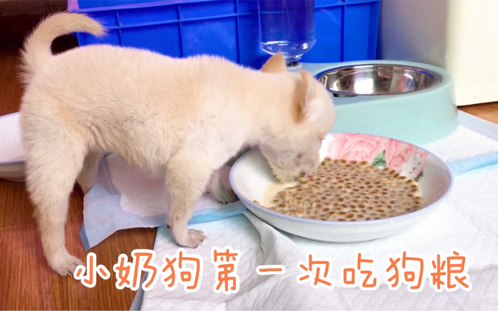 小奶狗断奶第一次吃狗粮，怎么都学不会，看暴力奶爸怎么教它吃