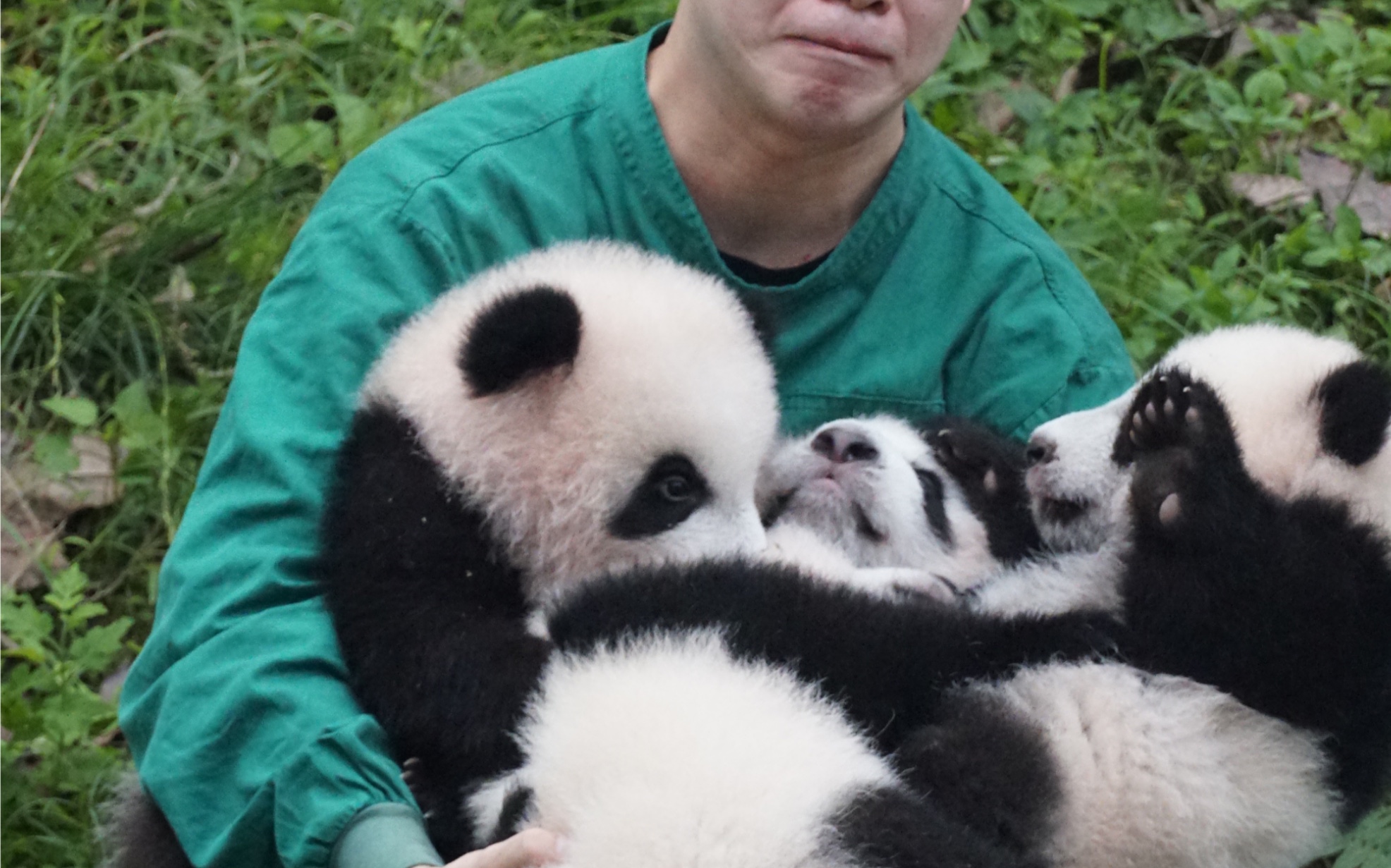 成都大熊猫基地抱熊猫要多少钱_