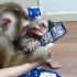 小猴子刷视频