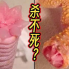 10种拥有变态再生能力的生物