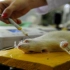 为什么总要用小白鼠做实验？
