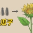 【图解】为什么向日葵会对着太阳？[小女孩在楼顶采瓜子]