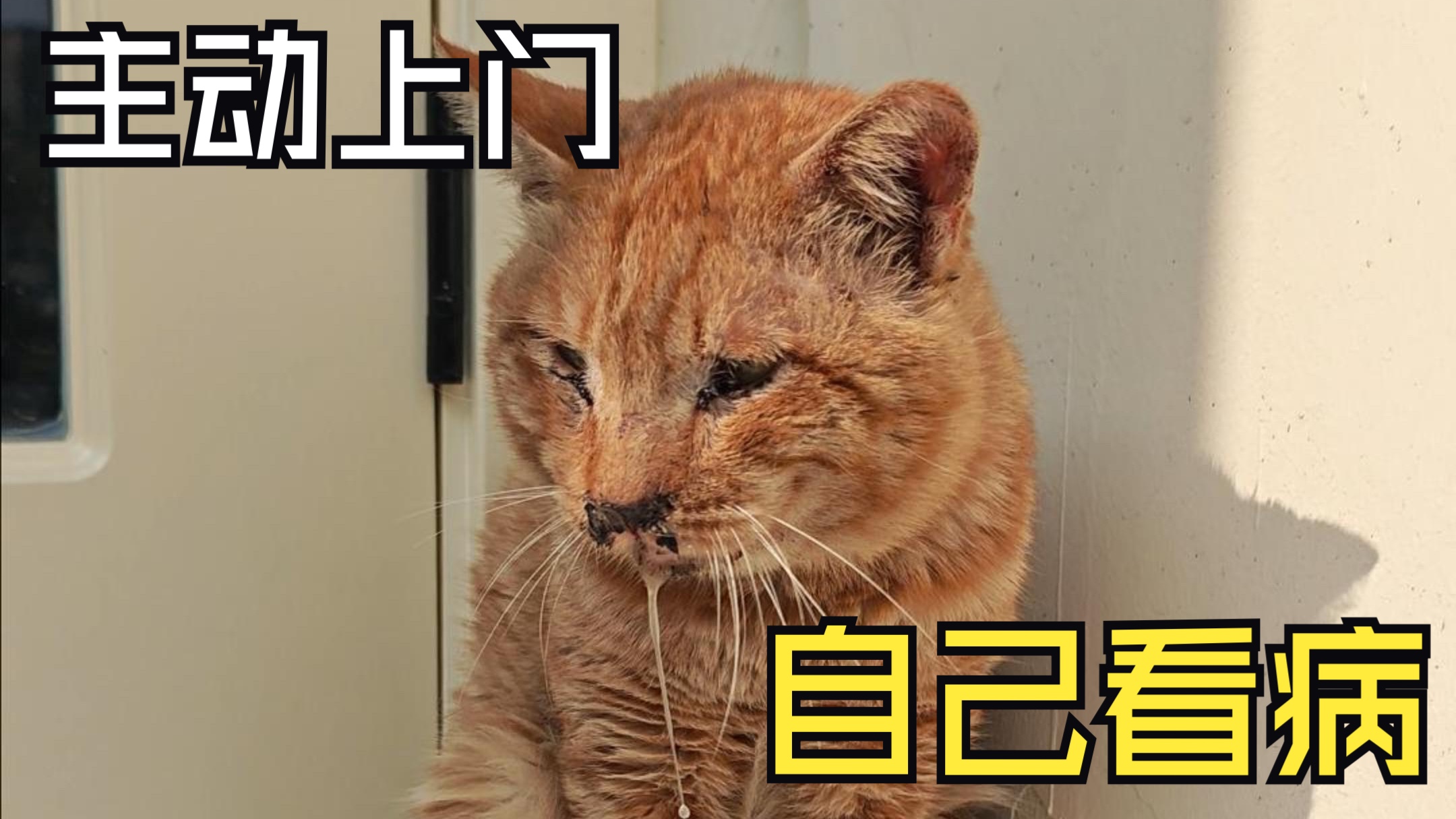 主动上门看病的受伤大橘，爱你老几哈基米版