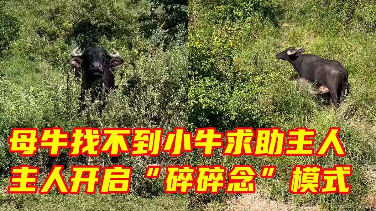 母牛忙着吃草找不到小牛向主人求助，主人开启“碎碎念”模式。网友：句句有回应，句句听不懂！