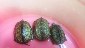 怎么养小草龟 b89bfe611d348a94a6210fe89a00e9768b55665e.jpg@280w_158h_1c_100q.jpg