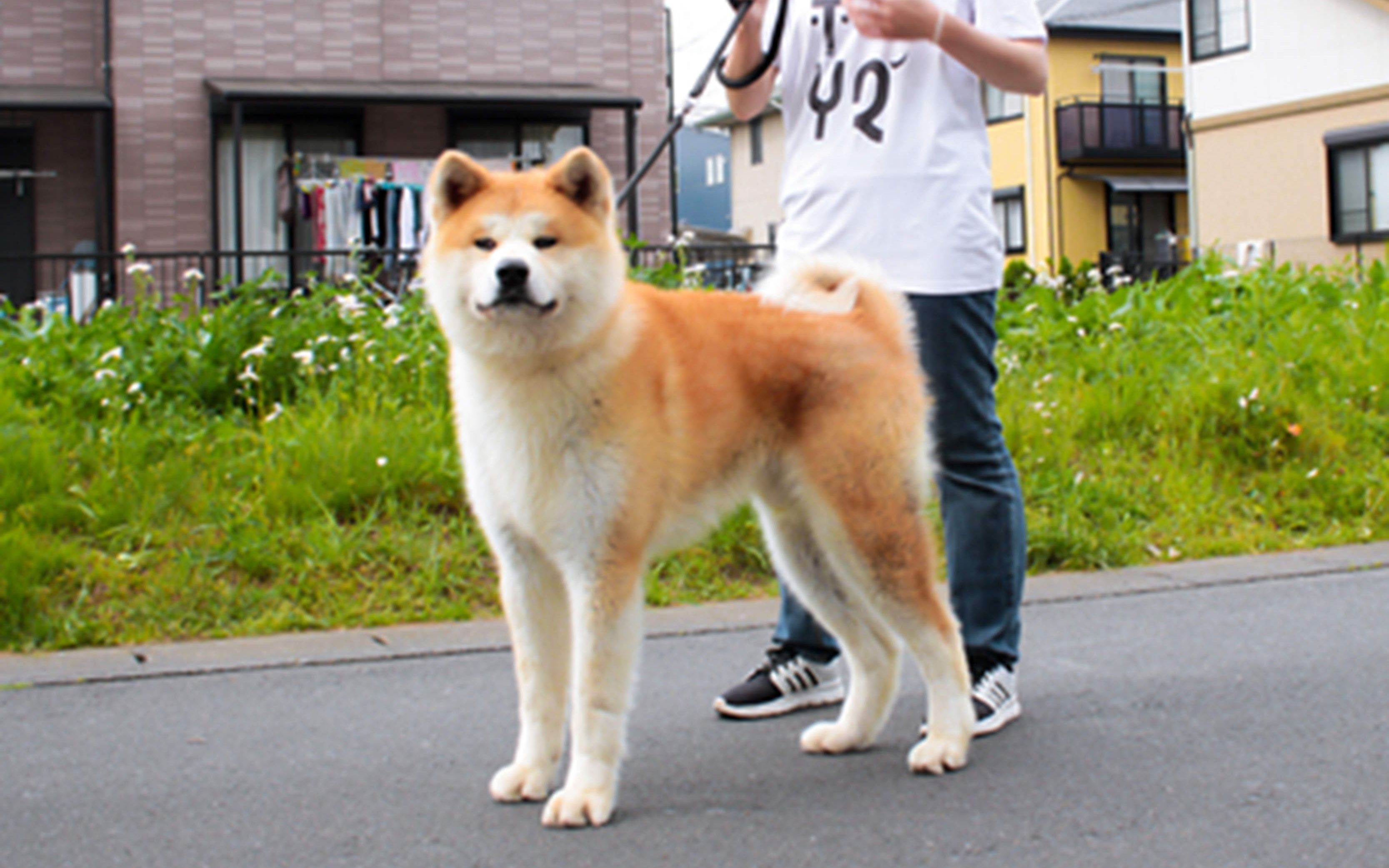 日本实拍,赤色秋田犬种公【大光】