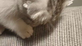 到底怎么样才能防止猫咬数据线 b8a42229dac1437cb617b98c919ad3ddfb34ac47.png@280w_158h_1c_100q.jpg