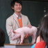 老师带着一只猪给同学们上课，还对它像亲人一样！
