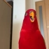 Red birb?is coming