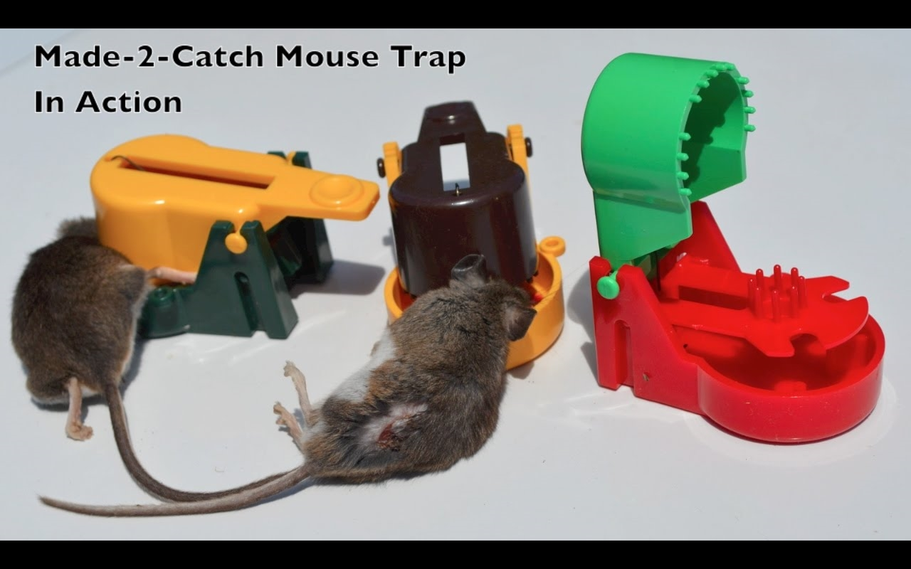 【mouse trap monday】捕鼠器测试(traoouderxa)