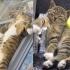 天气太热！猫咪在超市变“猫条”躺冰柜上呼呼大睡，姿势萌翻网友