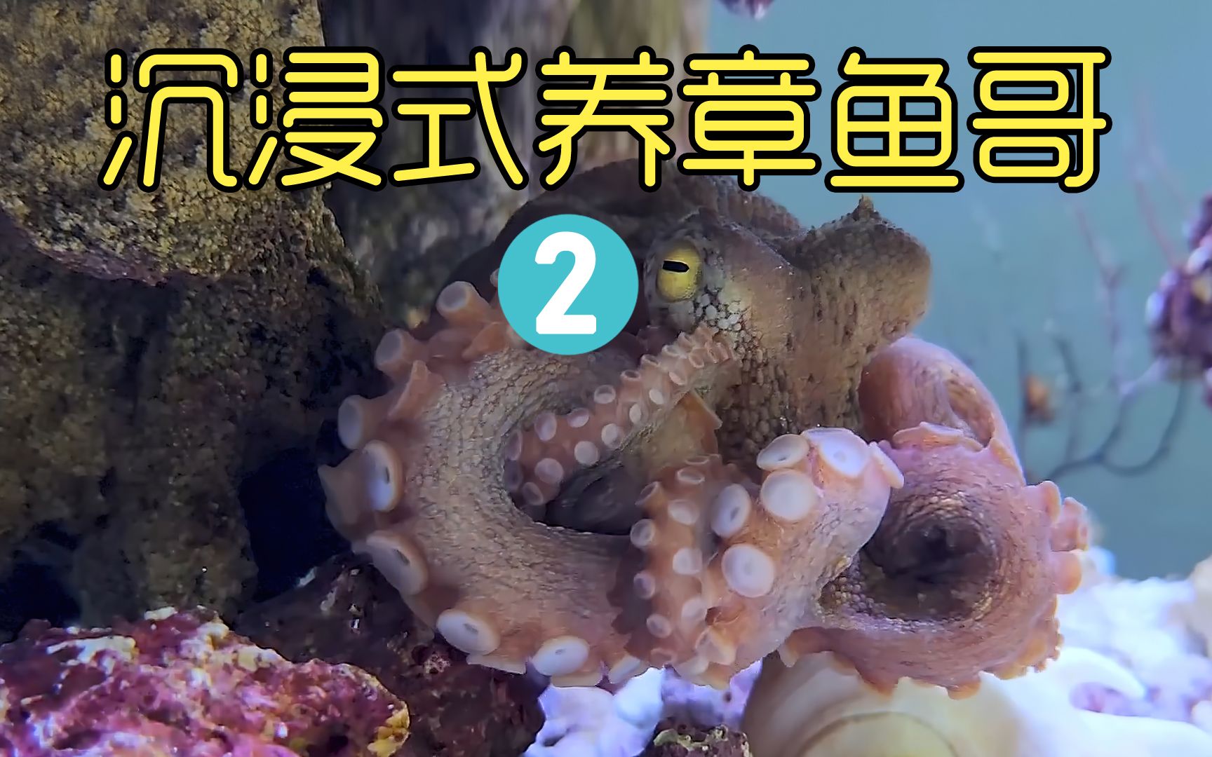 沉浸式养章鱼2，给它各种食物考验它的战斗力，结果让人意想不到