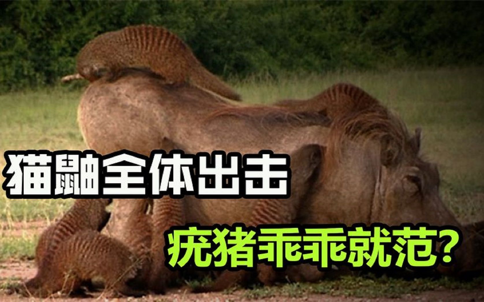 疣猪被猫鼬围攻,不但没有反抗,反而任由几十只猫鼬摆布!