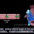 心肌细胞动作电位与心电图的关系