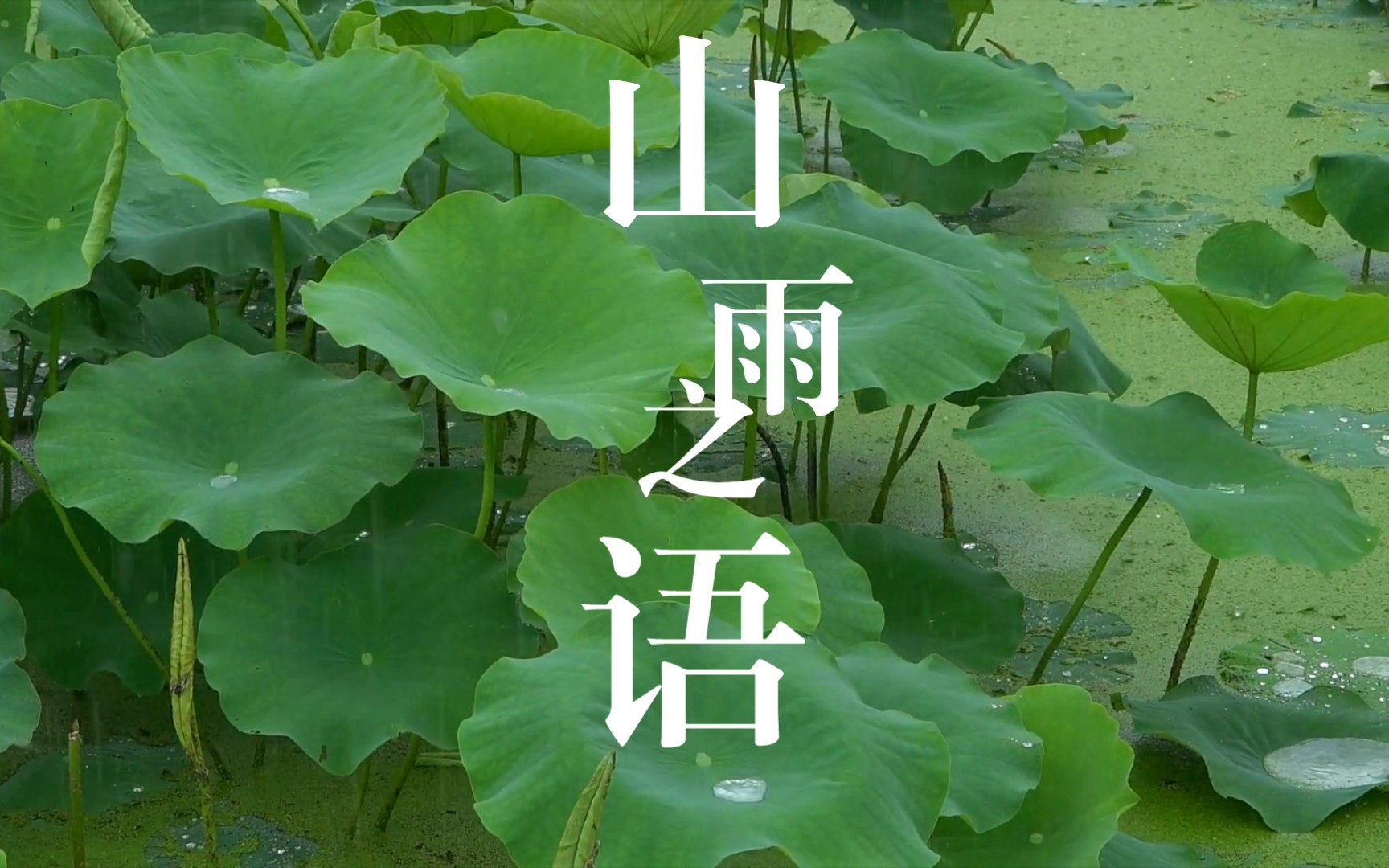 「山雨之语」世界公认最佳放松雷雨声｜树林自然音乐｜雨声｜雷雨声｜白噪音｜睡眠｜学习｜工作｜冥想｜失眠｜催眠