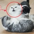 《心 机 猫》豆瓣8.0，猫的心机能深到什么程度？