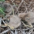 下午在地上发现三只小夜鹭，傍晚去看看还在不在！