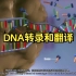 【中英字幕】DNA转录和翻译动画蛋白质合成transcription and translation