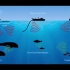 海洋之声——如何监测水下声音？