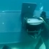 美国半潜船——水面／水下两用蛙人输送艇