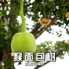 神奇的猴面包树，能吃能喝还能住
