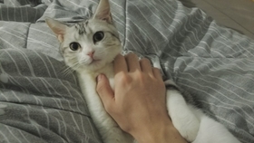 猫爱吃什么火腿肠 b98a81d646e8c47d3d64bc30c35659bfe1a74c4a.jpg@280w_158h_1c_100q.jpg