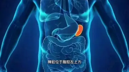 免疫器官之脾脏